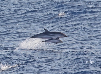 Striped Dolphin, Stenella coeruleoalba, mother and young, Alan Prowse